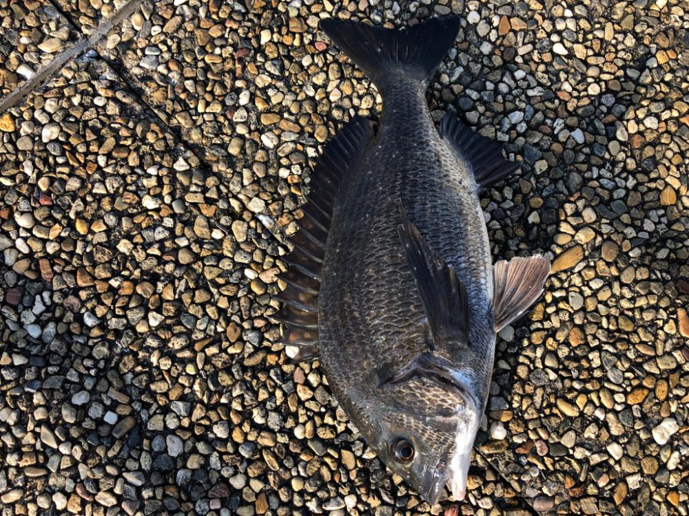 アタリが多く楽しめました