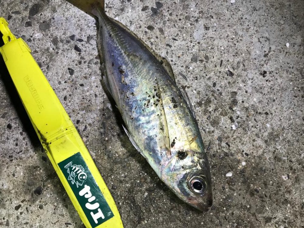 大阪北港奥でアジング