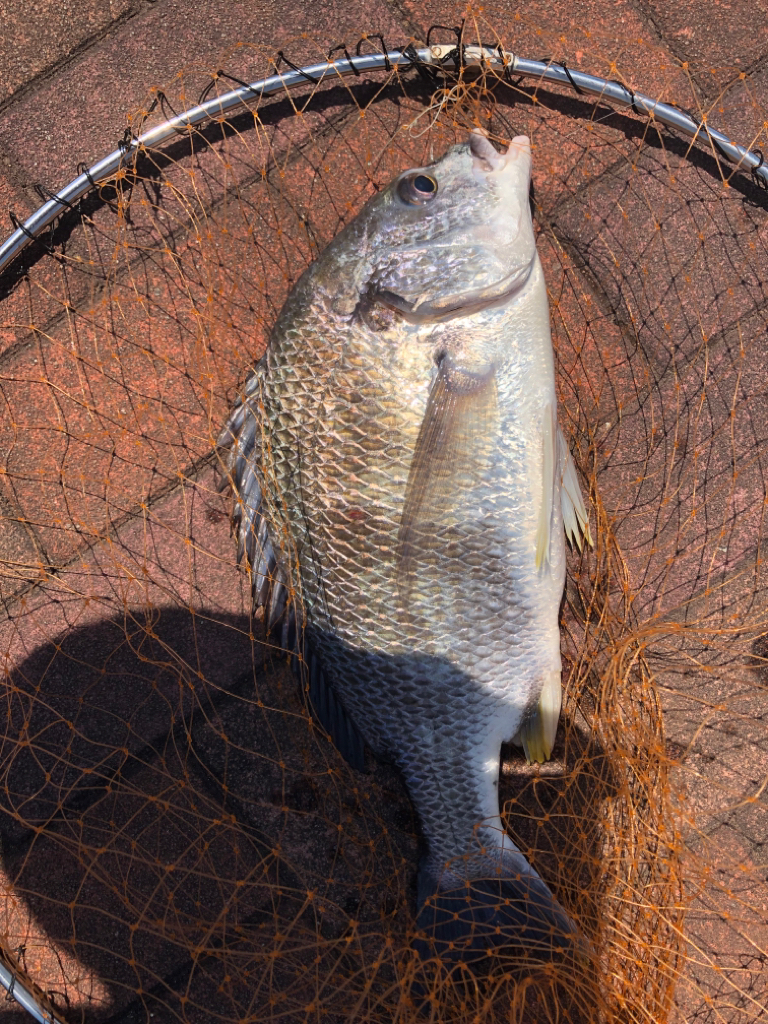 フカセでキビレ