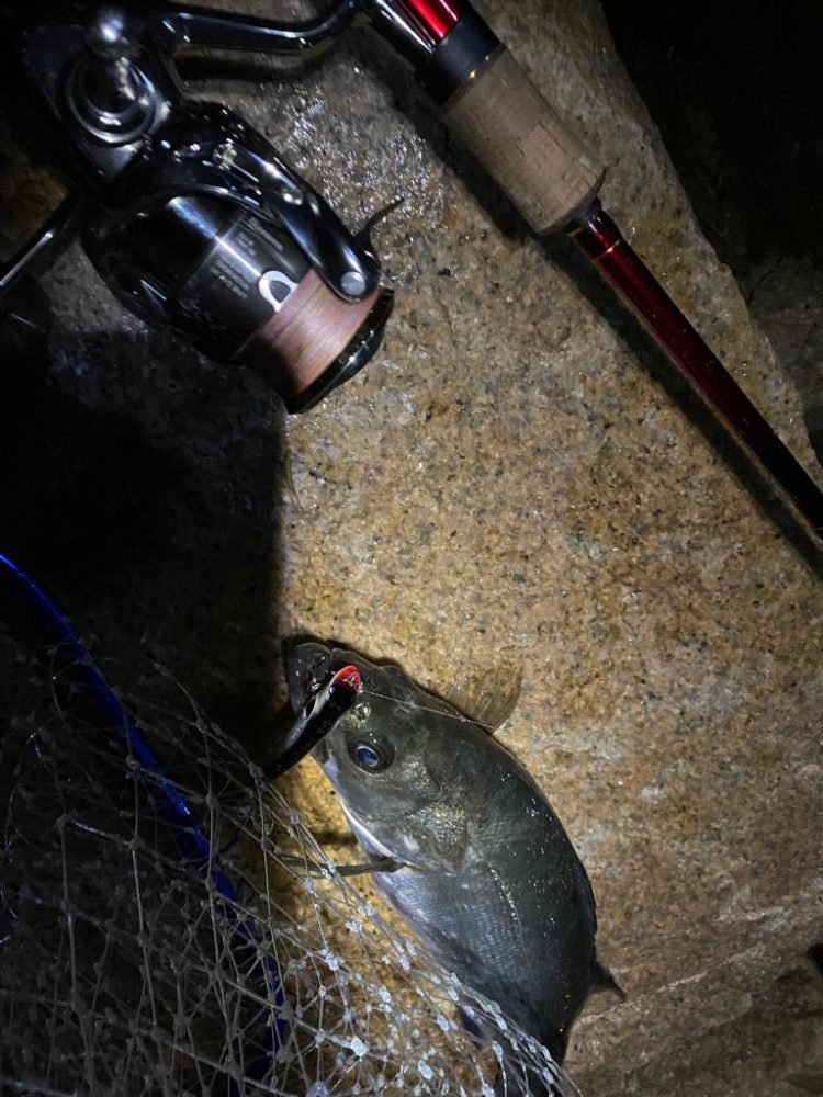 バチ抜けシーバス　ほぼボラ