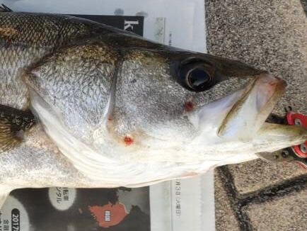 渋い釣りの一日