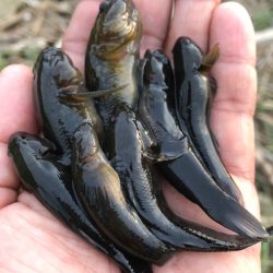 再び、手長エビを調査