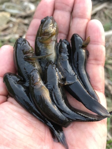 再び、手長エビを調査