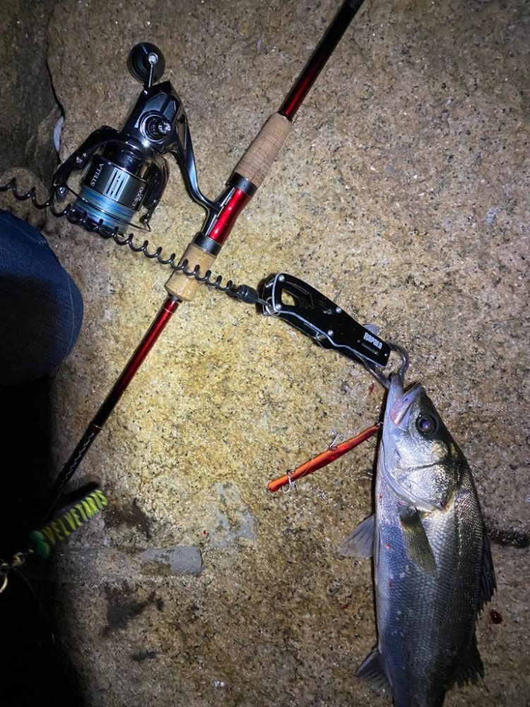 淀川バチパターン最盛期