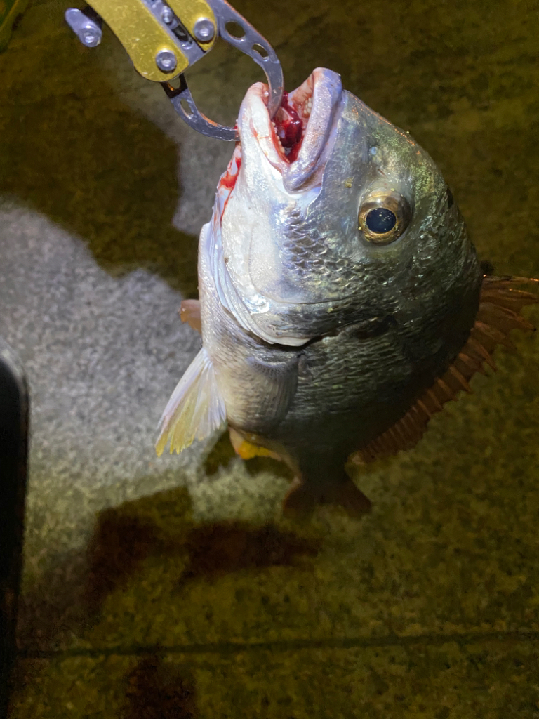 ヘチってきました