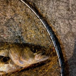 バチ湧いてました。