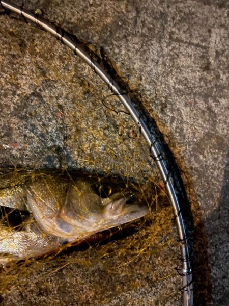 バチ湧いてました。