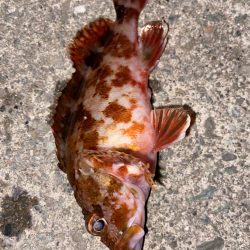 マイクロベイト