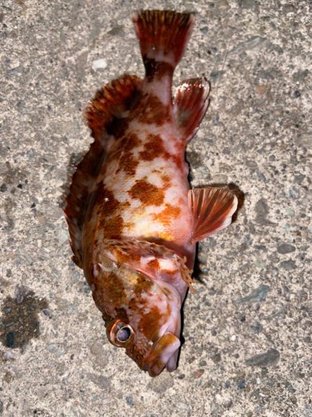 マイクロベイト