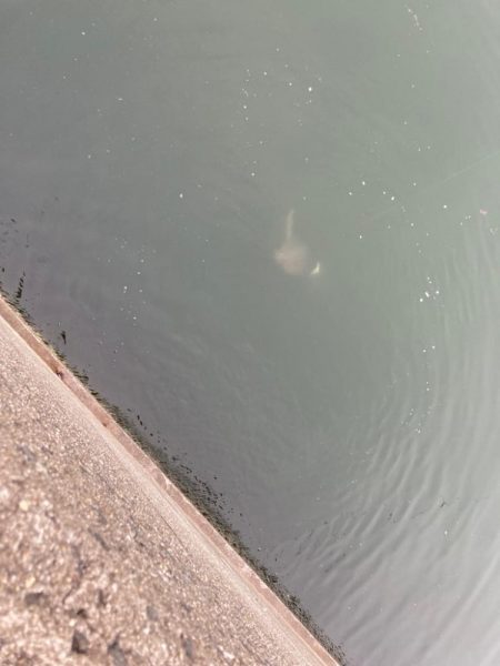 リベンジ戦！岸和田一文字のアジ！