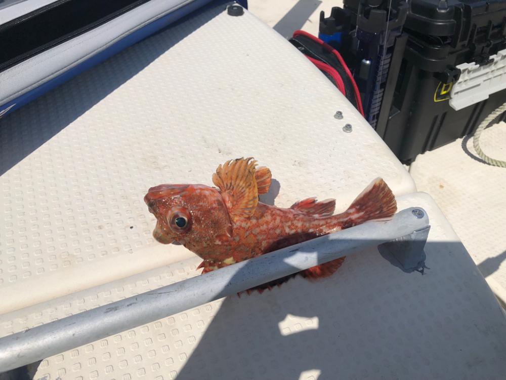 仲間のボートで