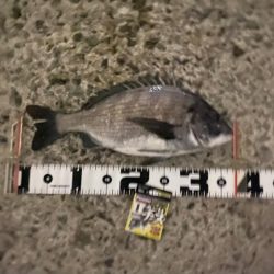 強い魚の引きもトラブル無しの釣果