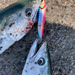 ハガツオ爆釣？！