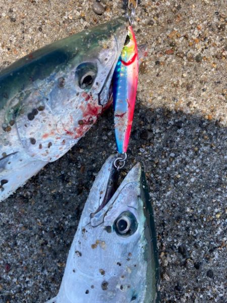 ハガツオ爆釣？！