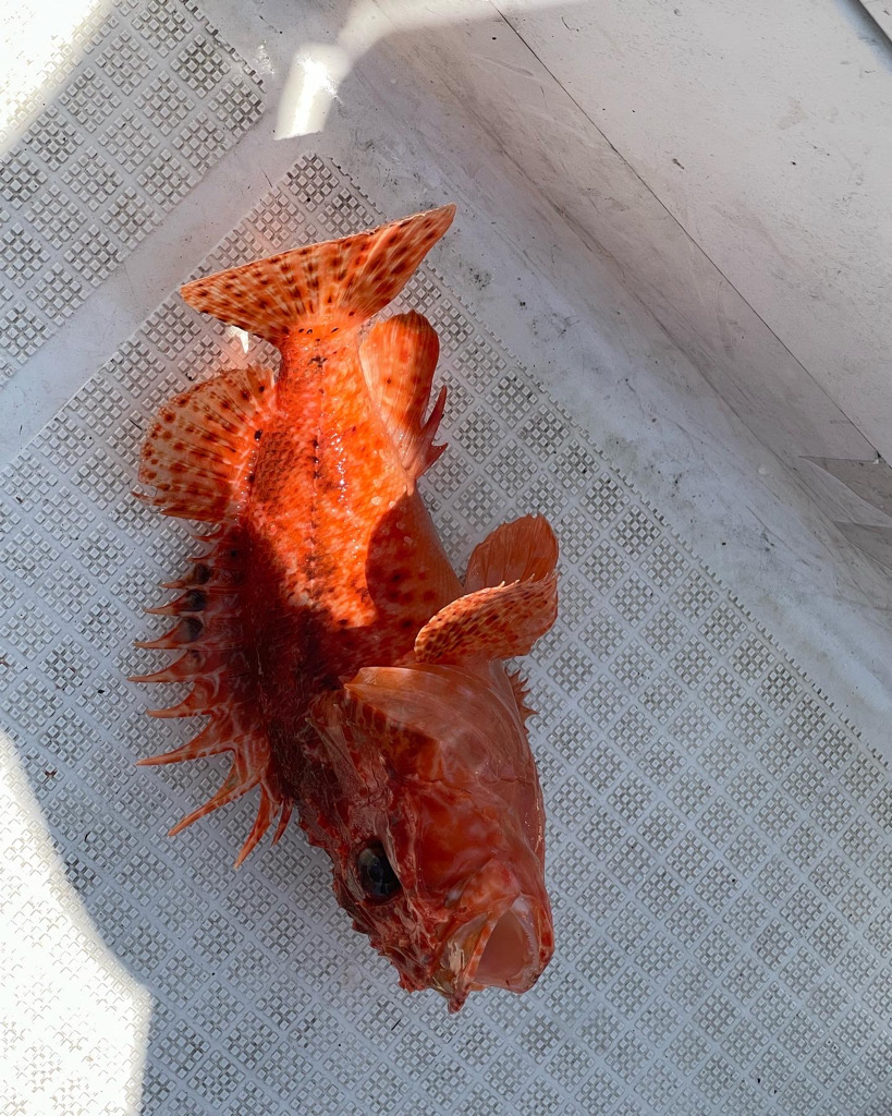 今年2回目のマイボート