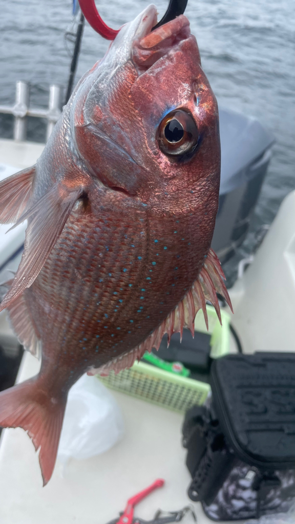 仕立船でタイラバ