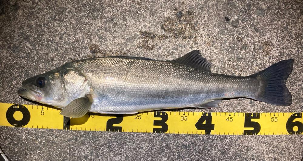 シーバスフィッシング