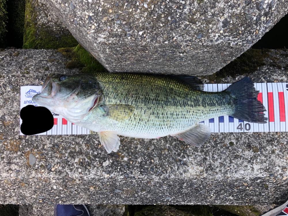 安定のスイムジグ