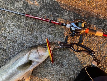 ブリストコモド7.5H入魂！！