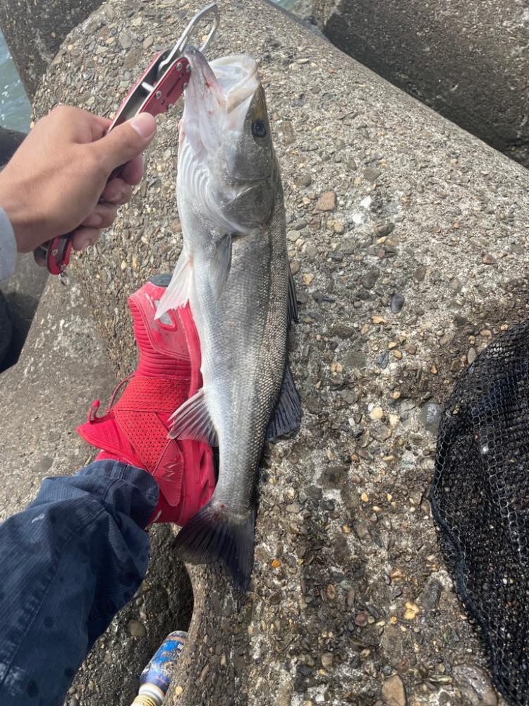 ＤＡＹシーバス