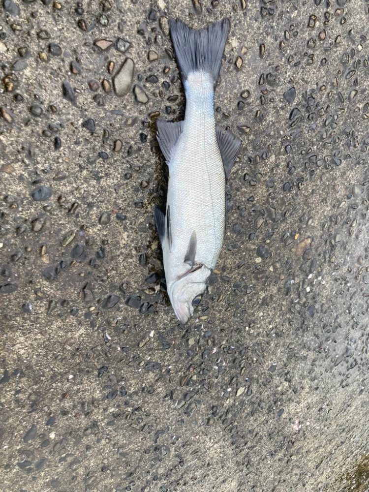 泳がせでヒラセイゴ