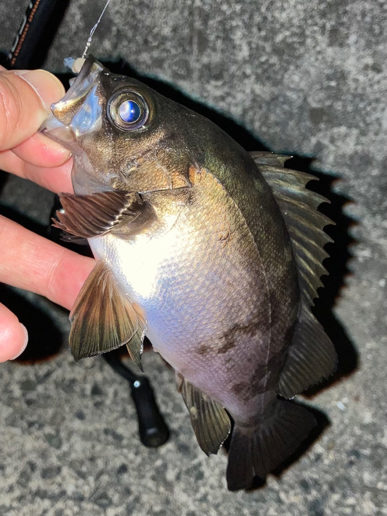 明石海峡メバル釣行
