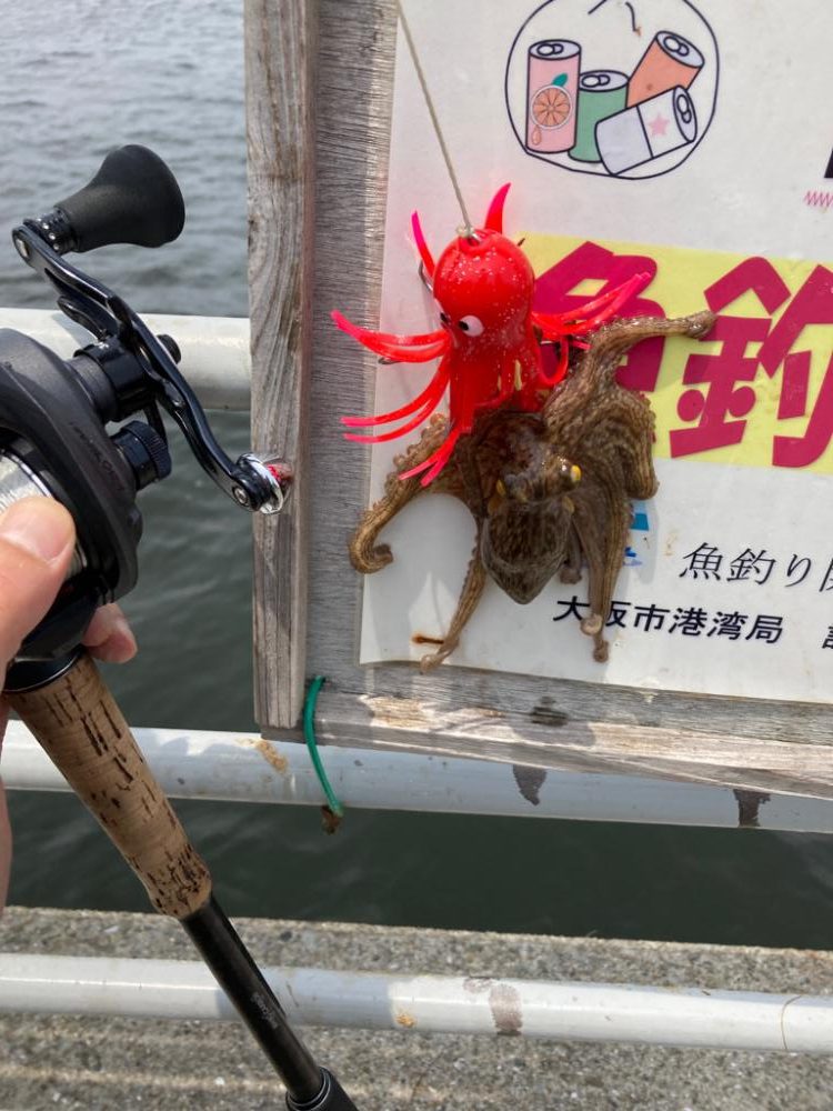 今季2度目の蛸散歩。超新子1杯。。