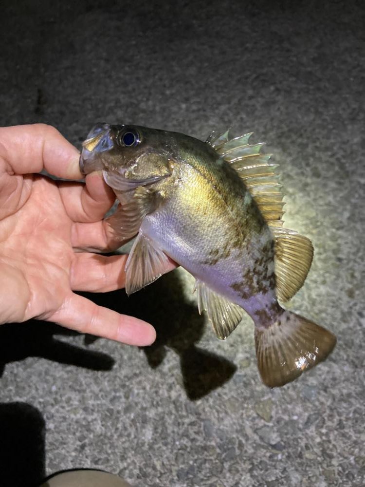 明石海峡メバリング