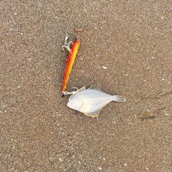 ショアジギング