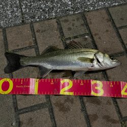 マイクベイトパターンからのバチ抜け