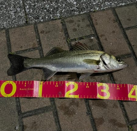 マイクベイトパターンからのバチ抜け