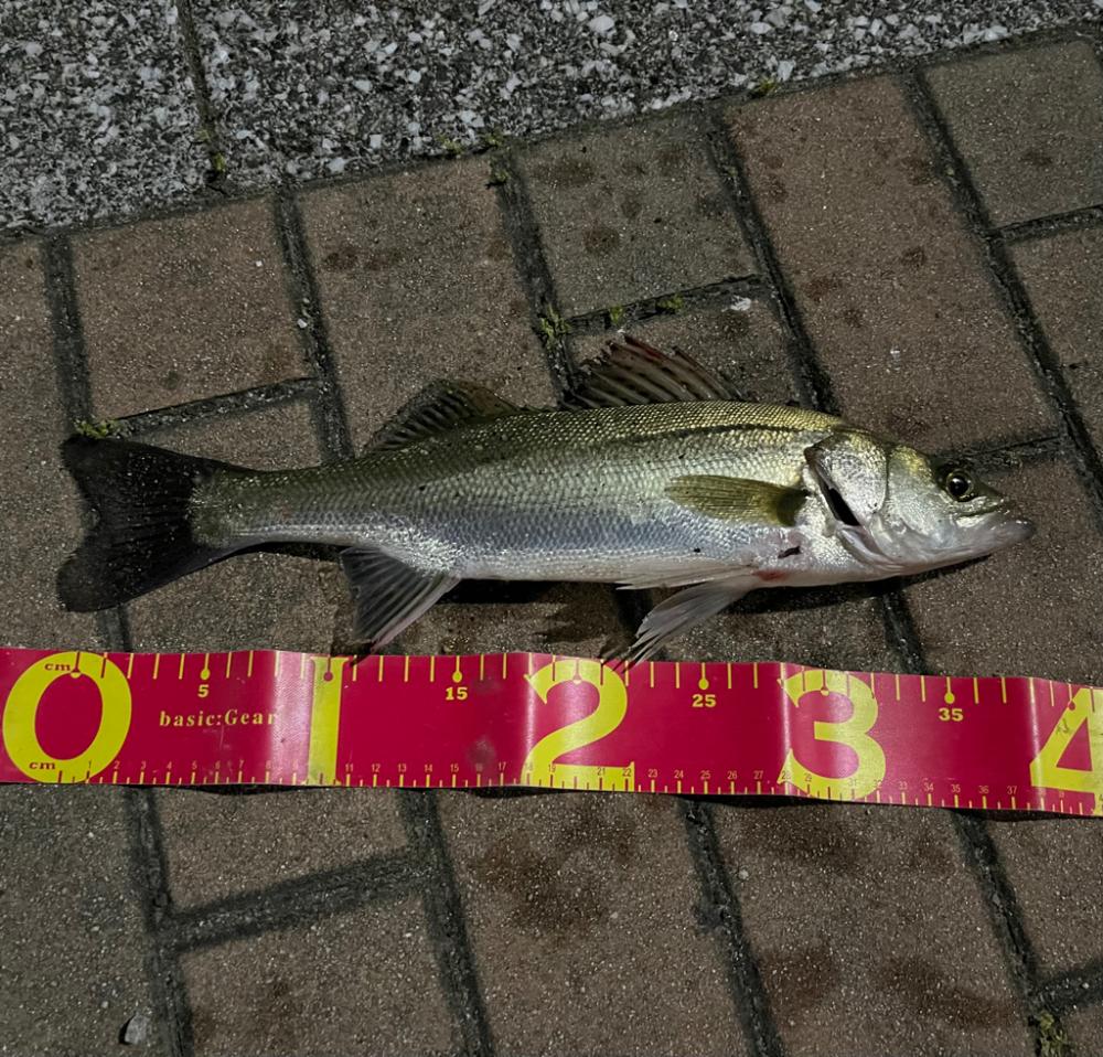 マイクベイトパターンからのバチ抜け