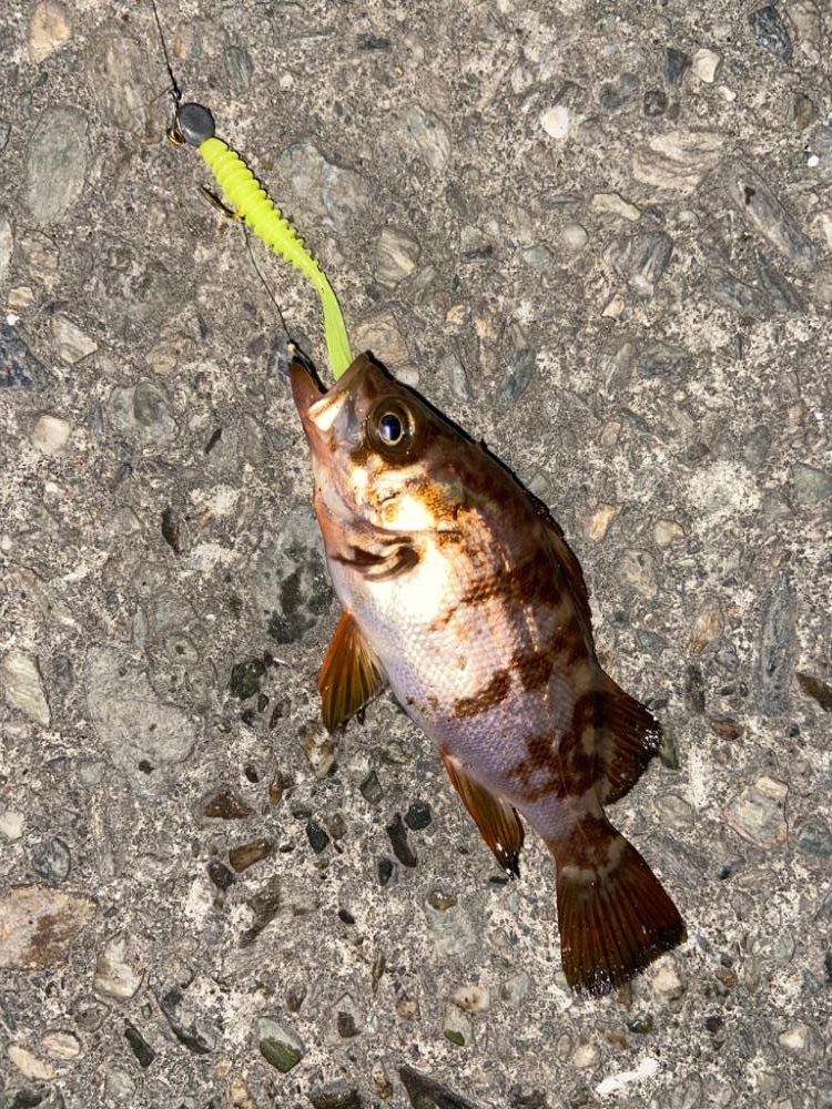 ゴールデンウィーク釣行