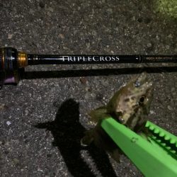 春メバル開幕！