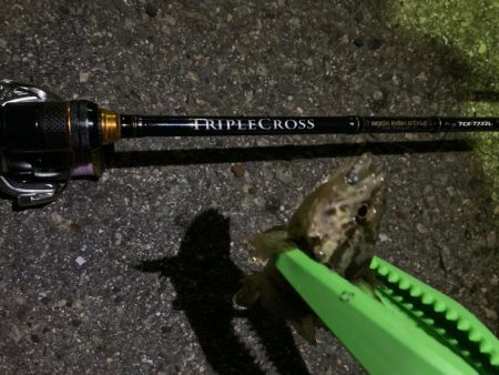 春メバル開幕！