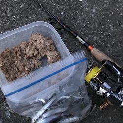 旬の稚鮎サビキ