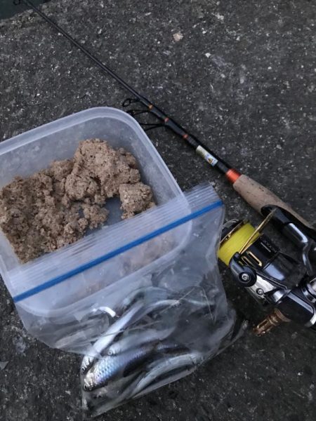 旬の稚鮎サビキ