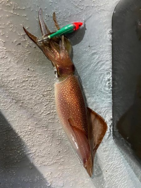 イカメタルで大剣狙い