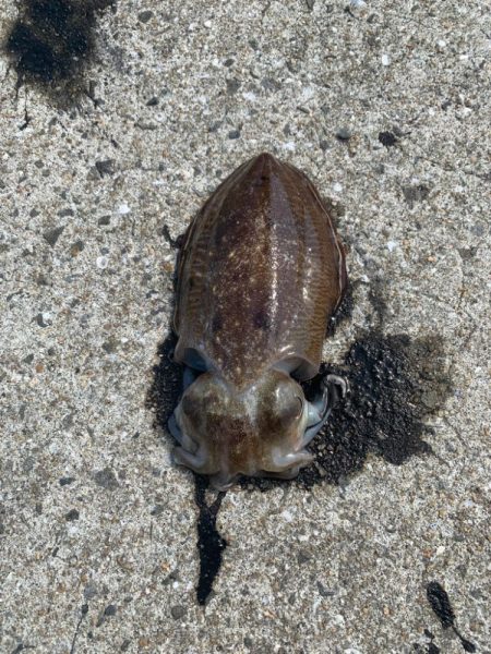 やっとコウイカ