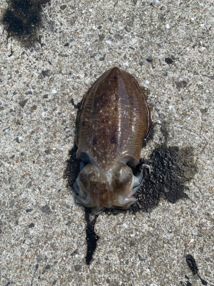 やっとコウイカ