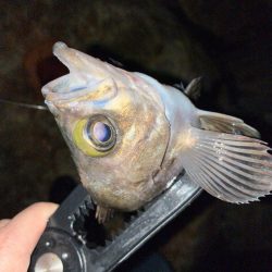 ガシラプラッギング