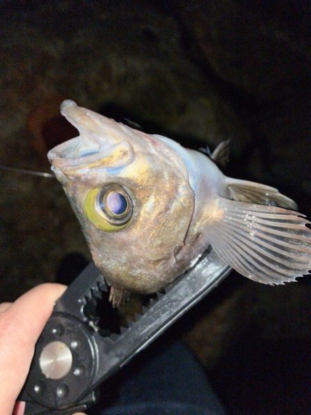 ガシラプラッギング