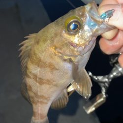 激渋メバリング