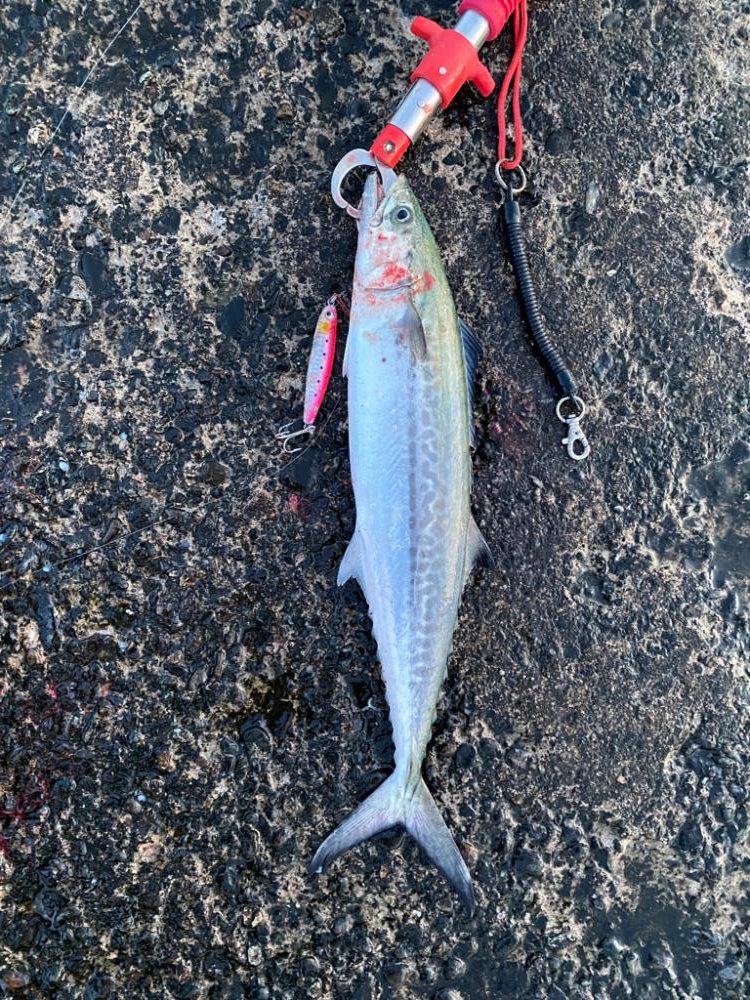 ショアジギング