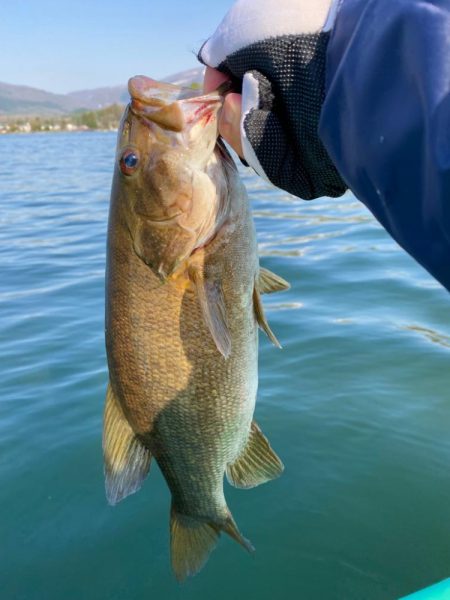 野尻湖スモールマウスバス