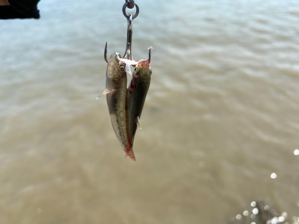 満月後の昼間は1番釣れない事を証明する