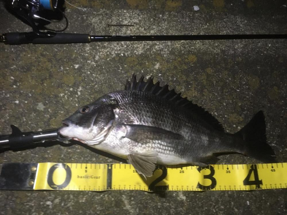 地元運河のバチ抜け事情