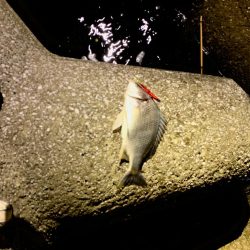 親父たちの釣行