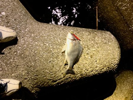 親父たちの釣行