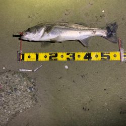 親父たちの釣行　